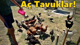 Eski Kümeste Fena Değişiklikler.!-Üretime Devam Yeni Cinsler.!#Tekirdağ#civciv#tavuk#hindi#ördek