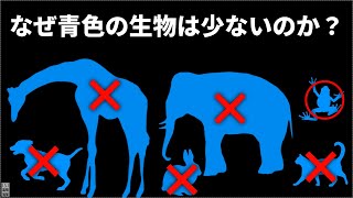 【未解決問題】エネルギーの観点から考える生物の色