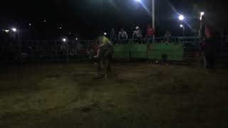 Toros en Tetla