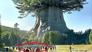 The 20 Largest Trees on Earth