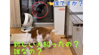 【コーイケルホンディエ】窓ガラスに写った自分と戦う子犬