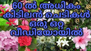 പൂച്ചെടികളുടെ മായാലോകം കാണാം ഒറ്റ വീഡിയോയിൽ 🤗