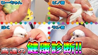 ４羽で健診行ってきました！！はくの性別は…！？