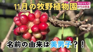 「花を愛して～１１月のマキノ～高知県立牧野植物園」2023/11/16放送