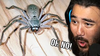 I Show My Friend With Arachnophobia BIG Australian Spiders