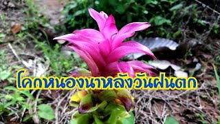 โคกหนองนาหลังวันฝนตก​ #โคกหนองนา​ #คลองไส้ไก่​ #ผักหวานป่า