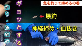 【釣って締めるの巻】神経締めと綺麗に血抜きする方法（魚の味がビックリするぐらい変わります）