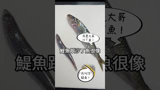 鹽漬鯷魚: 義大利美味秘訣