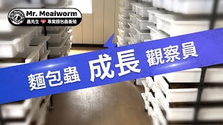 麵包蟲 養殖，觀察麵包蟲的成長狀態【 蟲先生專業麵包蟲養殖 】Mr. mealworm