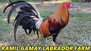 Best Quality Birds Ramil Gamay Labrador Farm Buddy Baughman Kelso Gilmore Grey Carol Nesmith Sweater