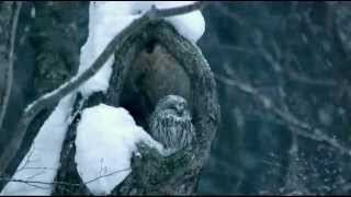 エゾフクロウ　雪が降り頭に積もる光景 A lovely owl