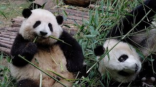 In the afternoon, Hehua and Heye eat bamboo together! They are both so cute