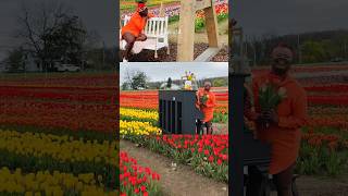 Tulip picking season in Niagara Falls. Make sure you visit Sarah Grey Pick Farm before its too late