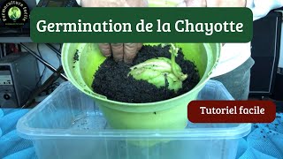 Comment Faire Germer une Chayote en 3 Étapes FACILES !