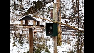 Ganzjahresfütterung unserer heimischen Vögel