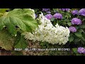 東部あじさい苑 4k tobu hydrangea garden