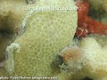 coral holobiont