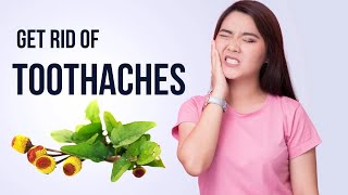 Acmella oleracea or Toothache Plant  |  Best Home Remedy for Tooth pain  (English)