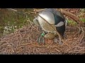 loon discovers crushed egg