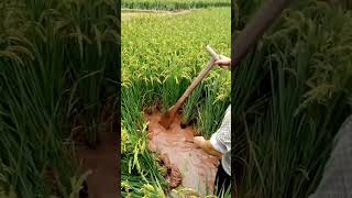 Drain the Rice Fields At The Stage Of Mature Help Increase Higher yields #satisfying #shortsvideo