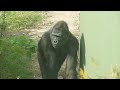 おてんば娘アニーを心配するシャバーニとキヨマサ ネネに関するニュース 東山動物園 ゴリラ