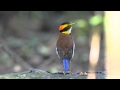 Malayan Banded Pitta