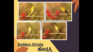 Golden Oriole || ಹೊನ್ನಕ್ಕಿ