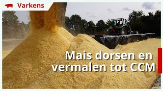 12 hectare mais dorsen en vermalen tot CCM