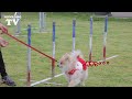 看板犬とアジリティーに挑戦！