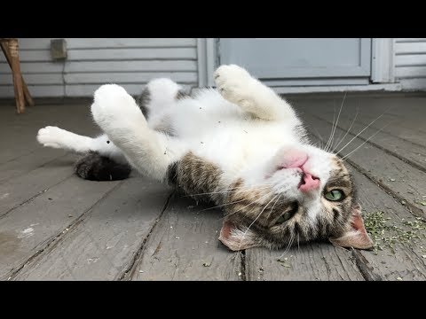 Leave that cat OUTSIDE! Leave that cat OUTSIDE!
