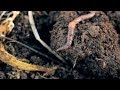 59 Degrees Academy Science: The Life of Worms!