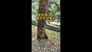 老树猫山王都开花结果了#榴莲种植 #榴莲 #猫山王榴莲 #durians #马来西亚榴莲 #duriantree #durianfruit