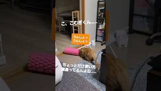 【もふもふ】筋膜リリースするこむぎがかわいすぎる【保護猫】#shorts