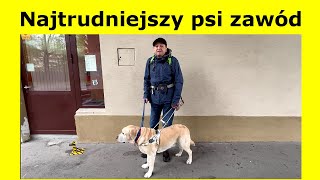 Pies przewodnik, jaka jest jego rola… CZ. 1