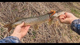 Catching Early Spring Pike