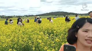 Canola field in York(Western Australia)