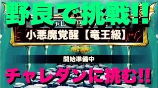 【ドラポ】#31 激レアオーブゲットなるか!? 野良でチャレンジ!! 小悪魔覚醒【竜王級】