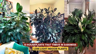 10 Houseplants That Thrive in Darkness | Low-Light Indoor Plants