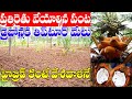 Coconut can grow anywhere| Dr Chowdappa| కొబ్బరి ఎక్కడైనా సాగు చేయవచ్చు