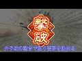 【キングダム乱】１７駒目☆１ 軍議演習改