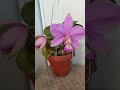 cattleya nobilior tipo 카틀레야 노빌리올 티포 오늘 피어 며칠지나면 화형 잡힐듯요^^