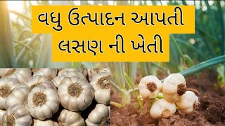 લસણની વૈજ્ઞાનિક ખેતી l લસણનું વધુ ઉત્પાદન