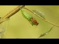 parasitic ichneumon wasp emerges from the chrysalis of a swallowtail butterfly