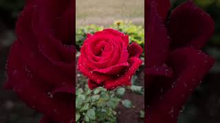 The magic of red rose with water droplets 🌹✨️ #rose #redrose #nature #flowers #ytshorts