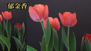 水培郁金香，开花后让人惊艳了~