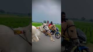 #horseracing #horseriding #horse #sharyat #bullsrace #shortvideo #short #shorts