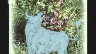 Taur 27-3 Septembrie 2010.mp4