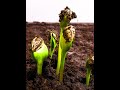 Sunflower Seeds Time Lapse #Shorts