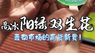 (完整版)百万阳绿双生花！轰动高货界的顶流新贵 来一睹神采！#翡翠 #翡翠手鐲 #翡翠手镯 #緬甸玉 #翡翠玉 #翡翠玉石 #緬甸翡翠 #缅甸翡翠 #天然翡翠