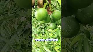 রসে-গুনে ভরপুর, আমাদের দেশীয় মাল্টা।। subscribe my channel please.